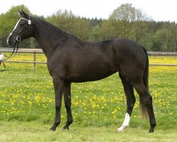 broodmare Aida XVII (Trakehner, 2002, from Buddenbrock)