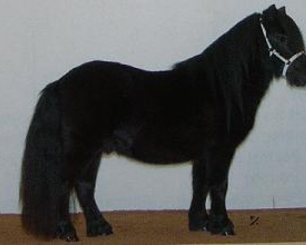 stallion Souwarov van Isala (Shetland Pony, 2002, from Night Ryder van Stal Geerhof)