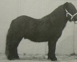 stallion Night Ryder van Stal Geerhof (Shetland Pony, 1998, from Highlight van Stal Geerhof)