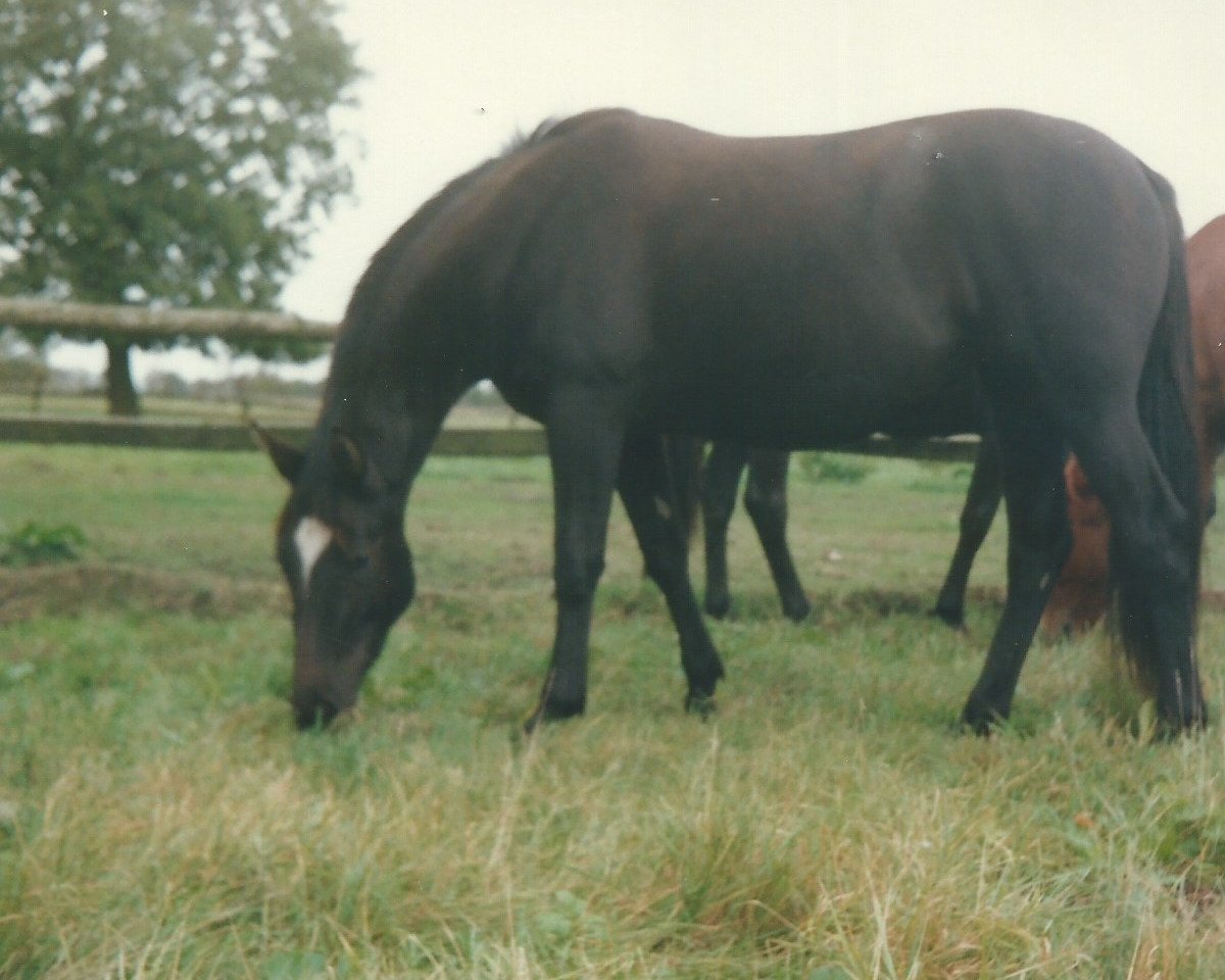 broodmare Arys (Trakehner, 1987, from Pour le Merite)
