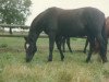 broodmare Arys (Trakehner, 1987, from Pour le Merite)