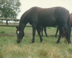 Zuchtstute Arys (Trakehner, 1987, von Pour le Merite)