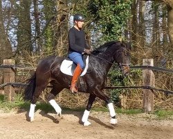 dressage horse Rock my Rose (Westfale, 2014, from Romeo)