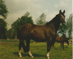 Zuchtstute Adeline (Trakehner, 1979, von Schwalbenflug)