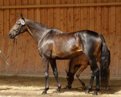 broodmare Nala xx (Thoroughbred, 2003, from Laroche xx)