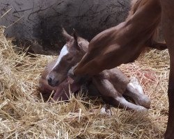 Dressurpferd DIlara Luna (Deutsches Reitpony, 2020, von Dating Point at)