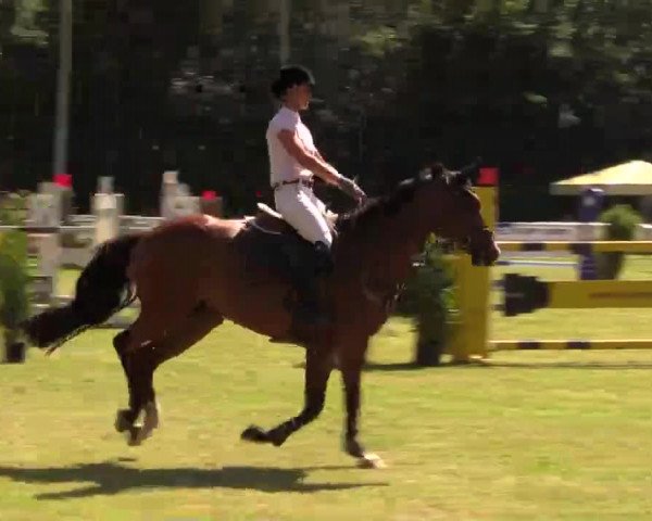 Pfingst - Dressur und Springturnier Borken 2014