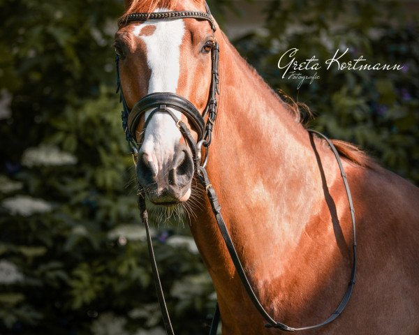 dressage horse Be my bear (Westphalian, 2010, from Belissimo NRW)