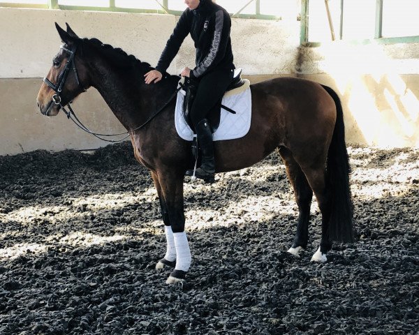 jumper For Fun (KWPN (Royal Dutch Sporthorse), 2010)