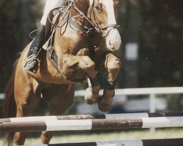 Pferd Kadett 120 (Dänisches Warmblut, 1987, von Kabaret)