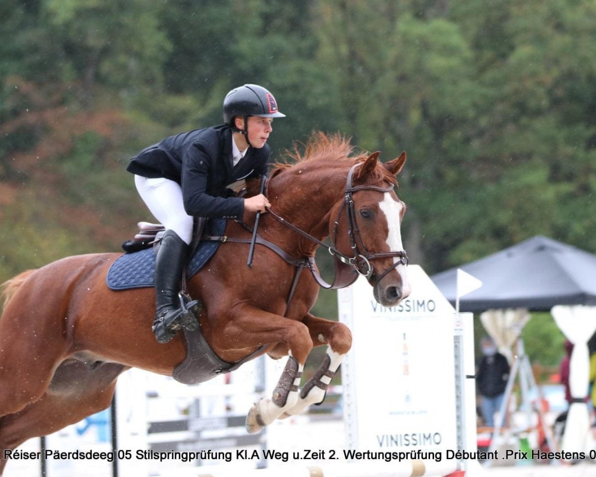 Springpferd Quercy de Bel Air (Selle Français, 2004, von Double D'Elle)