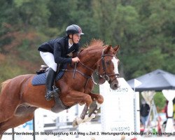 Springpferd Quercy de Bel Air (Selle Français, 2004, von Double D'Elle)