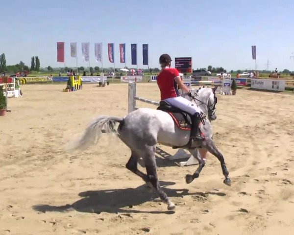 Großes Langenauer Reitturnier 2014