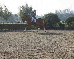 dressage horse Wincester 18 (Hanoverian, 2003, from Wolkentanz I)