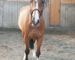 jumper SR - Titan (KWPN (Royal Dutch Sporthorse), 2009, from Tangelo van de Zuuthoeve)