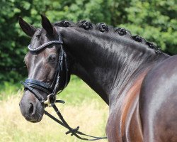 Zuchtstute No Name (Deutsches Reitpony, 2003, von Renoir)