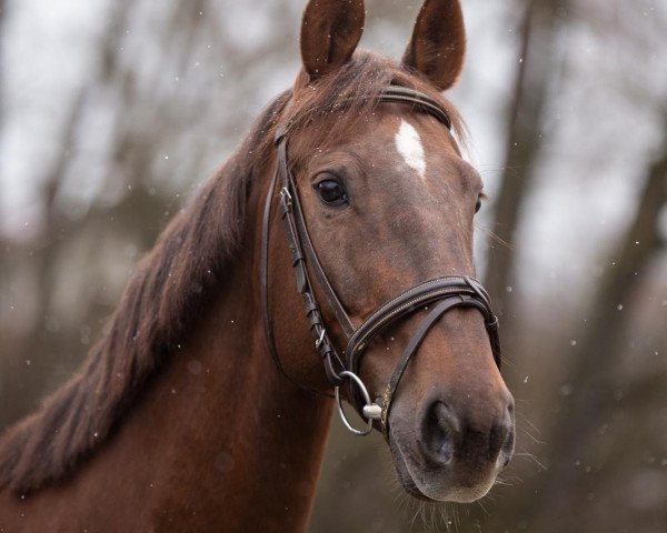 broodmare Drága (Hungarian Warmblood, 2009, from Acorn)