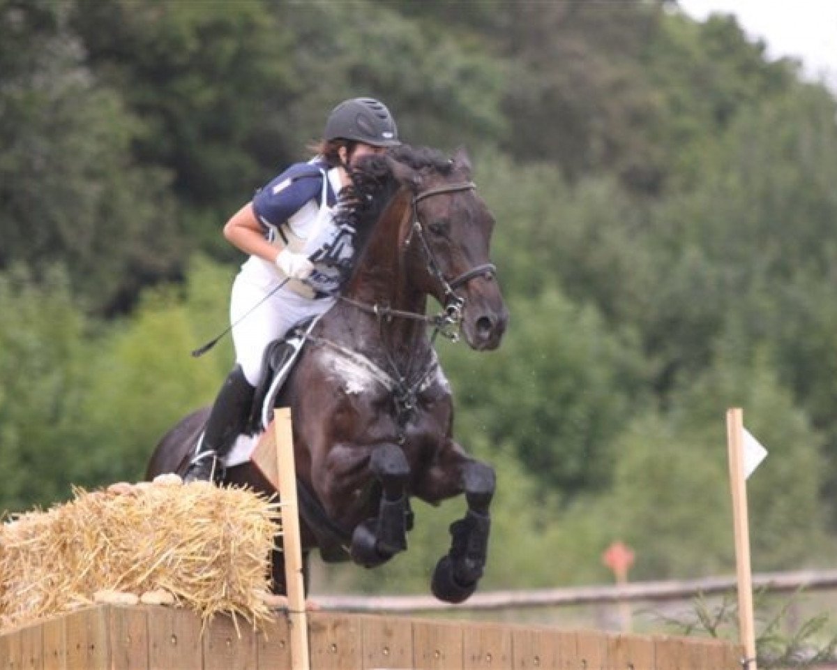 Springpferd Black Ebony 2 (Holsteiner, 1999, von Heraldik xx)