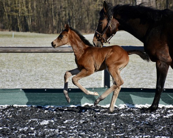 Dressurpferd Fergie (Österreichisches Warmblut, 2021, von For Romance I)