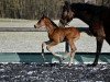 dressage horse Fergie (Austrian Warmblood, 2021, from For Romance I)