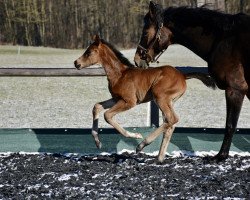 dressage horse Fergie (Austrian Warmblood, 2021, from For Romance I)