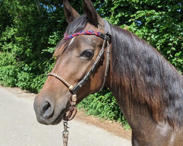 dressage horse Dragonheart et Ina (German Riding Pony, 2019, from Dance Star AT)