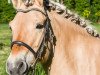 horse Neona (Fjord Horse, 2009, from Kjartan)