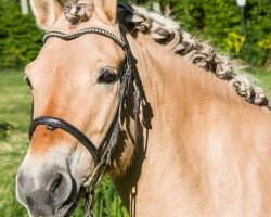 dressage horse Neona (Fjordpferd, 2009, from Kjartan)