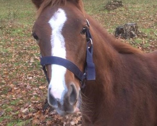 broodmare Baylie HS et Ina (German Riding Pony, 2020, from DSP Cosmo Royale)