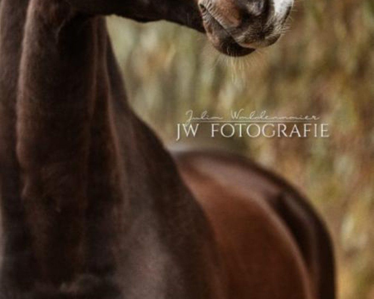 jumper Chochmo (Holsteiner, 2006, from Corofino II)
