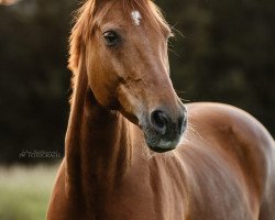 Springpferd Pinacolada (Westfale, 2007, von Peking)