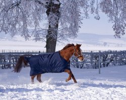 broodmare Donna (Westphalian, 1996, from Diabolo x)