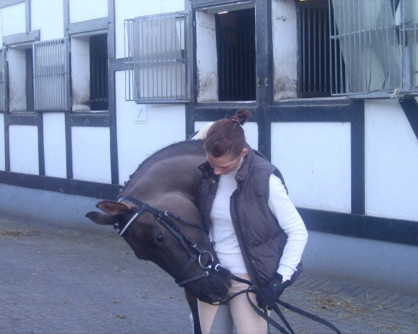 dressage horse Dauphin D'or Nic YS (German Riding Pony, 2002, from Dornik B)