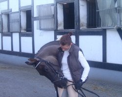 dressage horse Dauphin D'or Nic YS (German Riding Pony, 2002, from Dornik B)