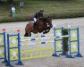 jumper Clarina Bee (Oldenburg show jumper, 2007, from Cartani 4)