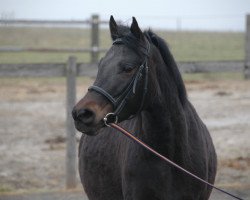 broodmare Flowerpower YS (German Riding Pony, 2004, from Power Boy)