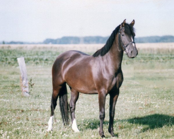 broodmare Petite Pierette (German Riding Pony, 1992, from Power Boy)