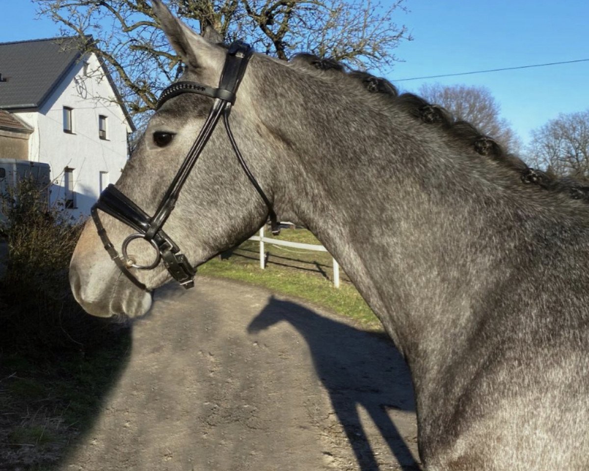 horse Cavani (German Horse, 2017, from Coreggio)