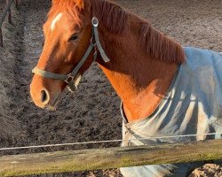 horse Caspian HC (Hannoveraner, 2019, from Comme il Faut)