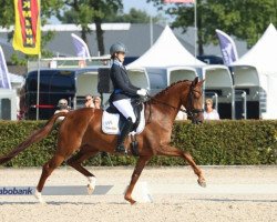 dressage horse Guadeloupe-Beau (KWPN (Royal Dutch Sporthorse), 2011, from Bordeaux 28)