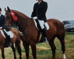 horse Gaspari 23 (Westphalian,  , from Goldlack I)