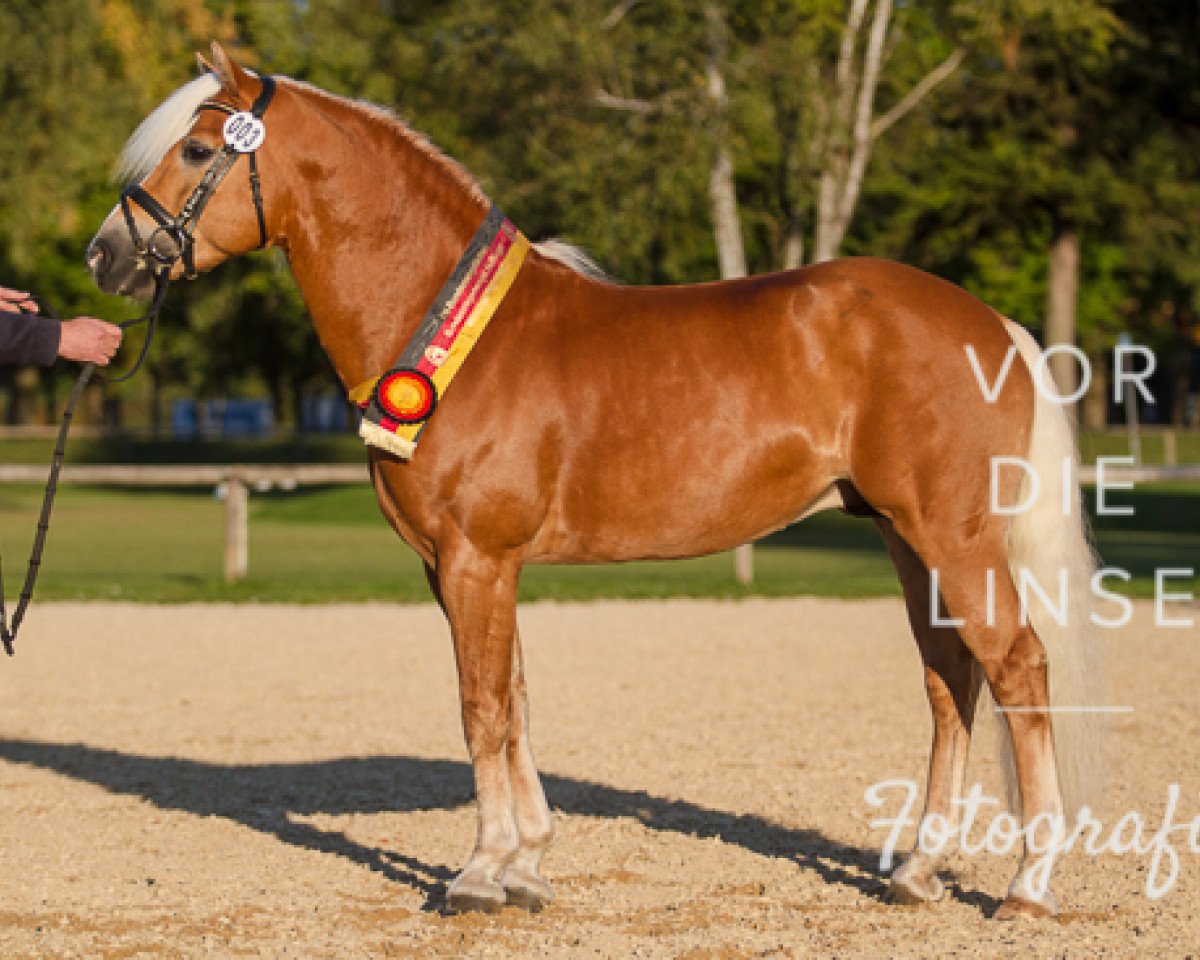 stallion Stano (Haflinger, 2009, from liz. 350/T Stainz)