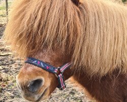 Deckhengst Ricardo v. Noord Stee (Shetland Pony (unter 87 cm), 2001, von Jelger v. Dekema)