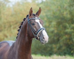 stallion Gunner Ks (Swedish Warmblood, 2011, from Belissimo NRW)