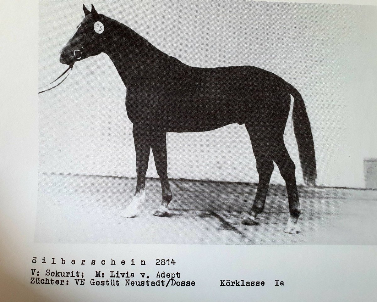 stallion Silberschein (Brandenburg, 1985, from Sekurit 3391)