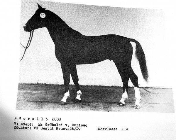 stallion Adorello (Brandenburg, 1985, from Adept)