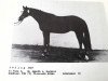 stallion Anflug (Trakehner, 1985, from Vers I)