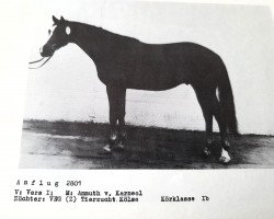 stallion Anflug (Trakehner, 1985, from Vers I Mo 3345)