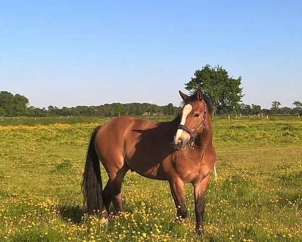 horse Leonhards Belfast (Leonharder, 2013, from Chery Bronco)