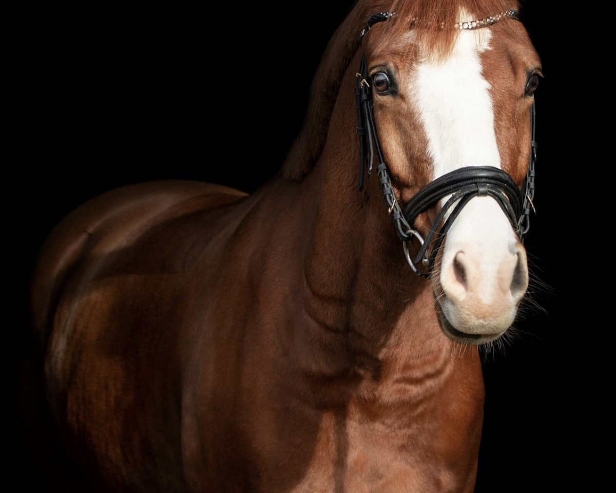 dressage horse Bodethal's Double Swifty (German Riding Pony, 2014, from Dornik-Double)